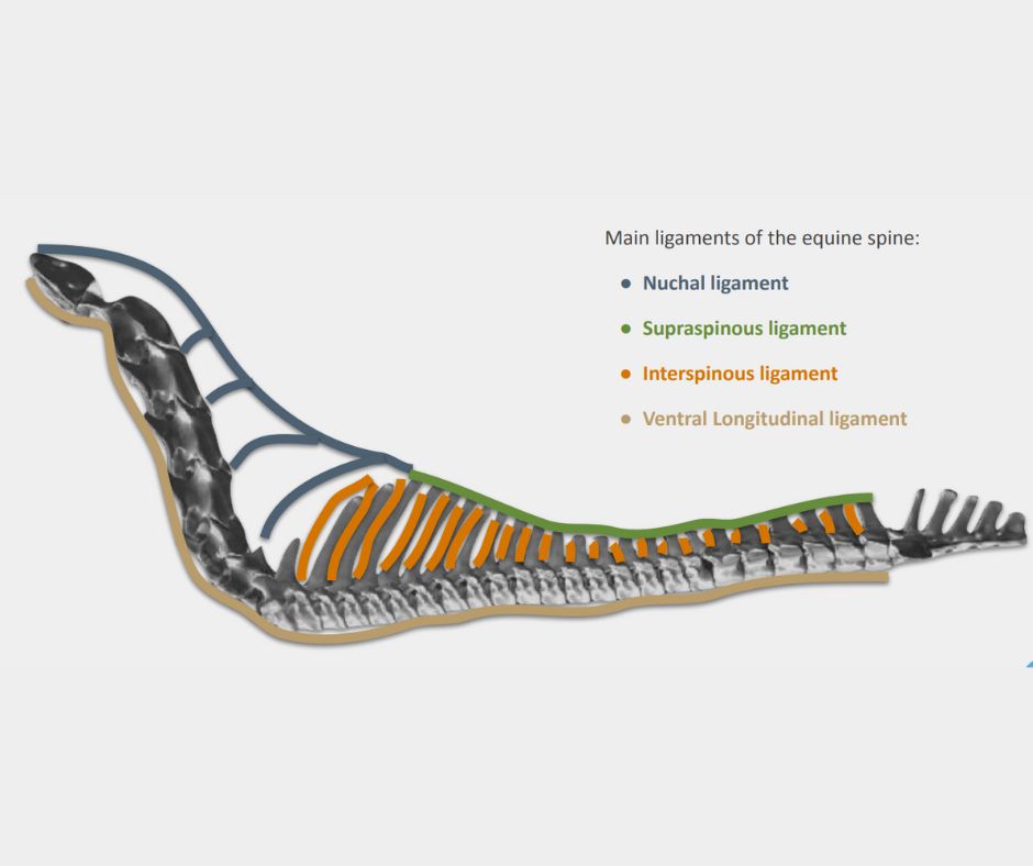 The Main Anatomy Of The Horse’s Back You Need To Know